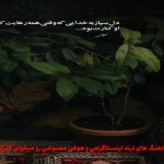 دانلود آهنگ تا حالا شده یک بارم تو بهم بگی دوست دارم از هایده